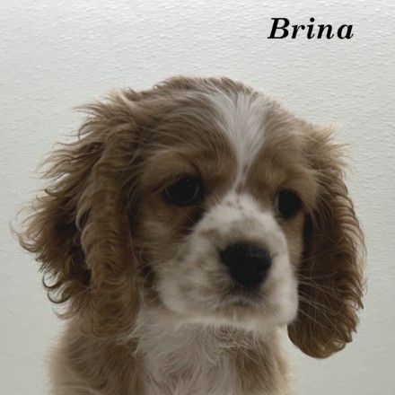 puppy, for, sale, Cocker Spaniel, Joe & Cherri  Overlease, dog, breeder, Miller, MO, dog-breeder, puppy-for-sale, forsale, nearby, find, puppyfind, locator, puppylocator, aca